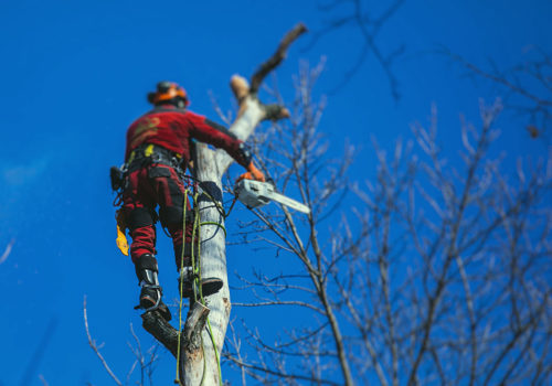 ÉLAGAGE DES ARBRES